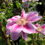 Clematis Bee's Jubilee Clematis