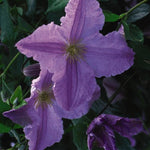 Clematis Blue Angel Blekinty Aniol Blue Angel Clematis