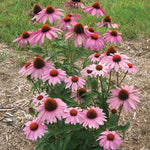 Echinacea purpurea Prairie Splendor Prairie Splendor Coneflower