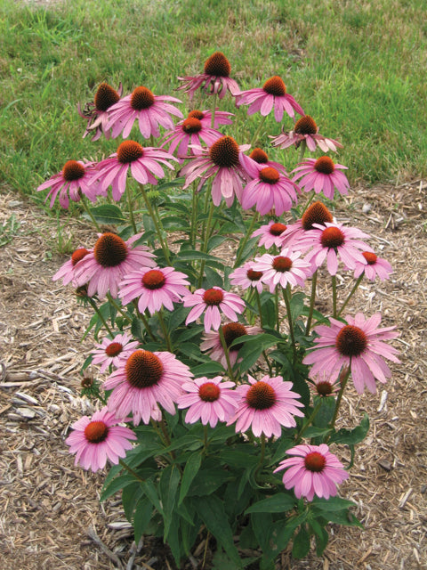 Echinacea purpurea Prairie Splendor Prairie Splendor Coneflower