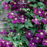 Clematis Etoile Violette Clematis