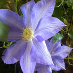 Clematis H.F. Young Clematis