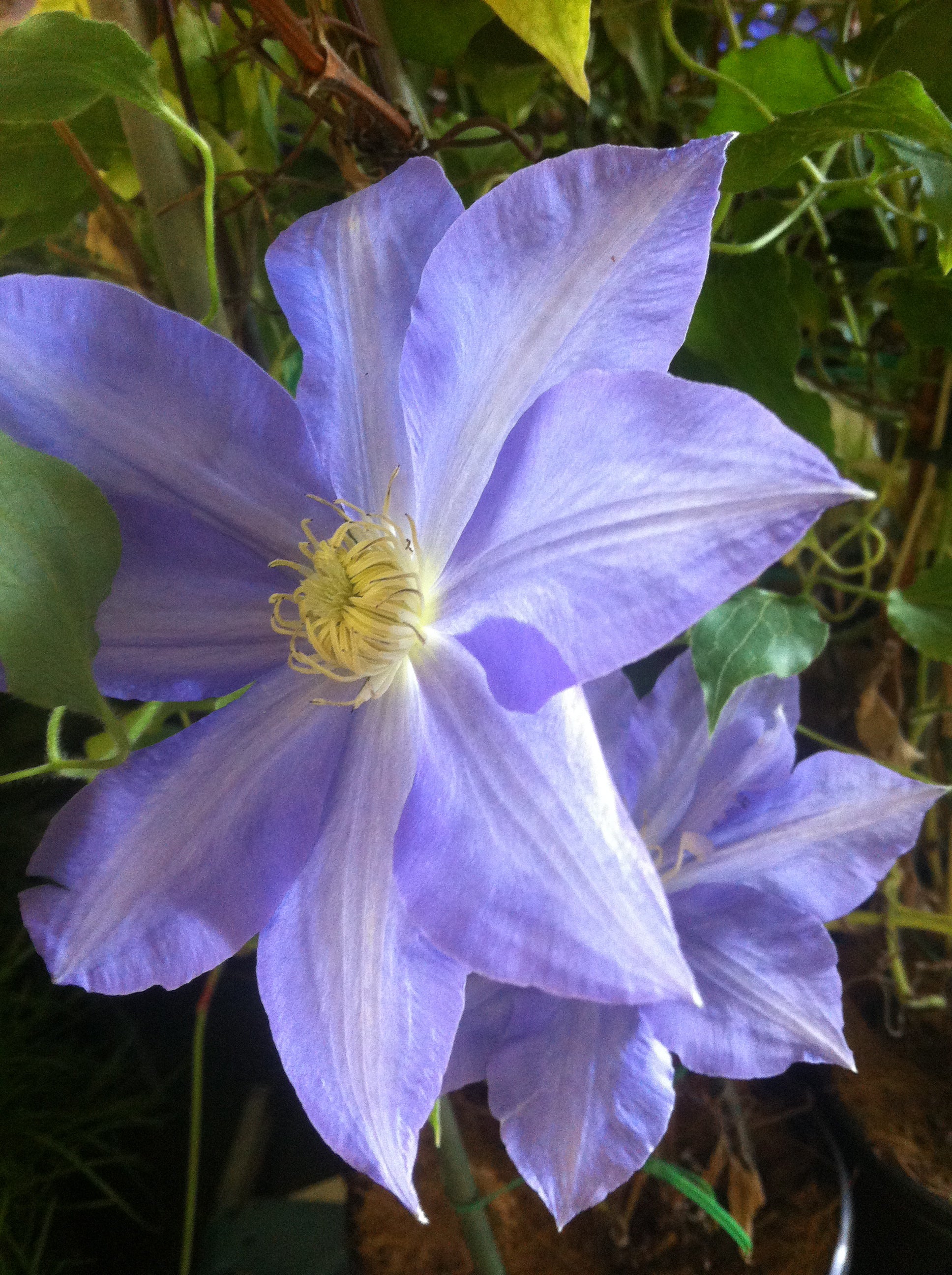 Clematis H.F. Young H.F. Young Clematis