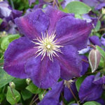 Clematis Jackmanii Superba Jackmanii Superba Clematis