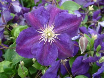 Clematis Jackmanii Superba Jackmanii Superba Clematis