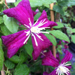 Clematis Madame Julia Correvon Clematis
