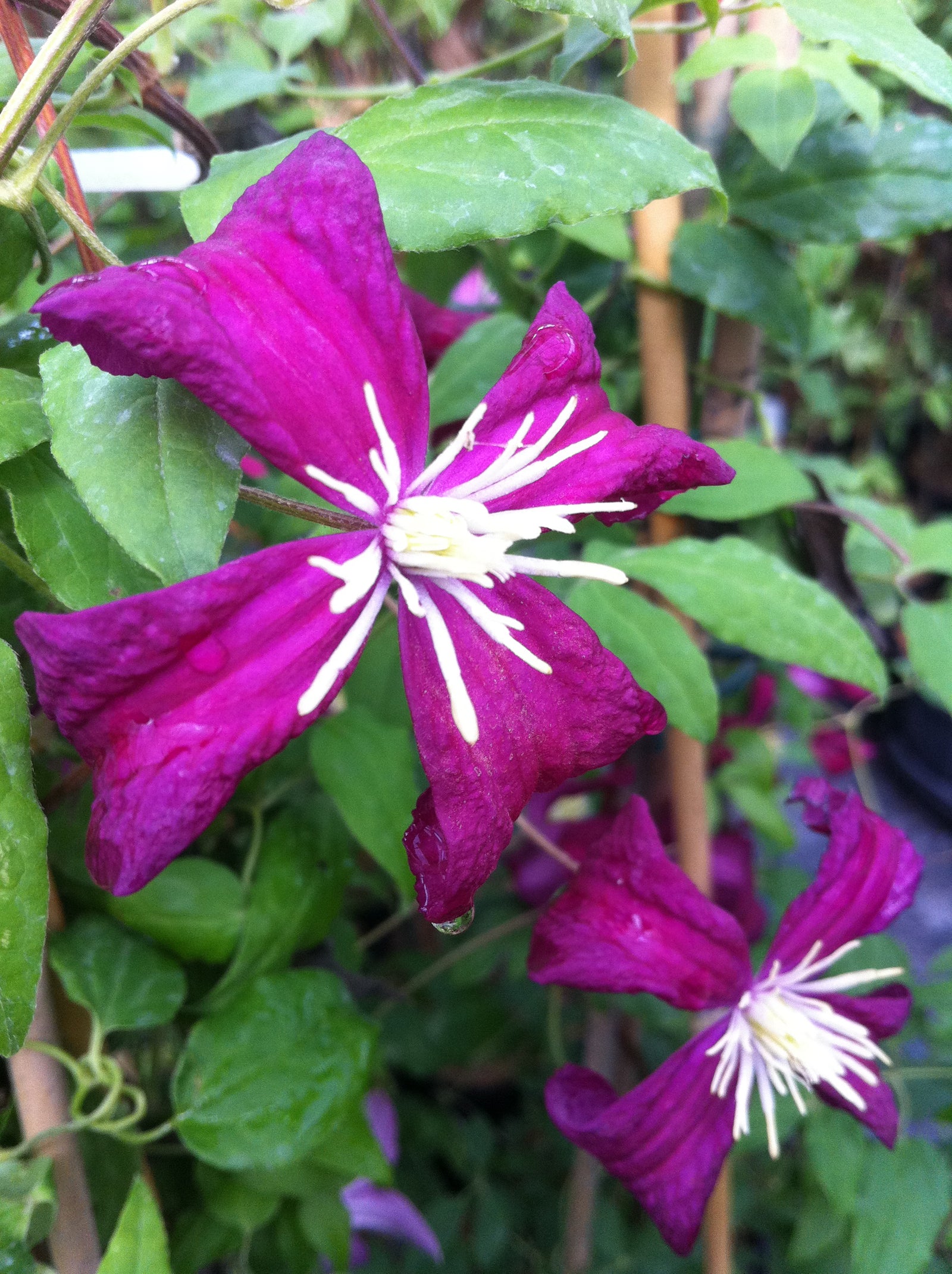 Clematis Madame Julia Correvon Madame Julia Correvon Clematis