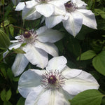 Clematis Miss Bateman Miss Bateman Clematis