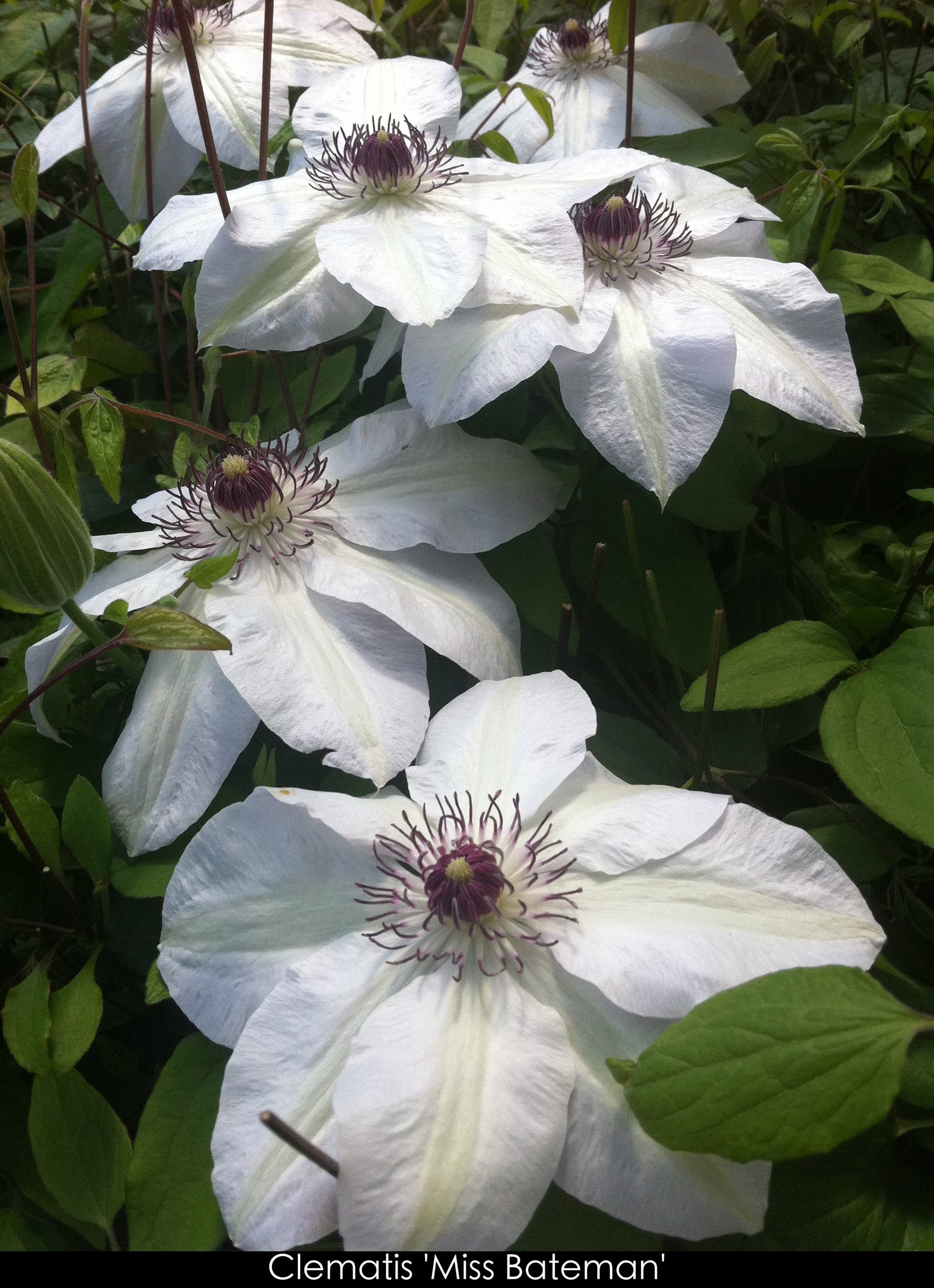 Clematis Miss Bateman Miss Bateman Clematis