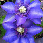 Clematis Multi Blue Clematis
