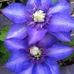 Clematis Multi Blue Multi Blue Clematis