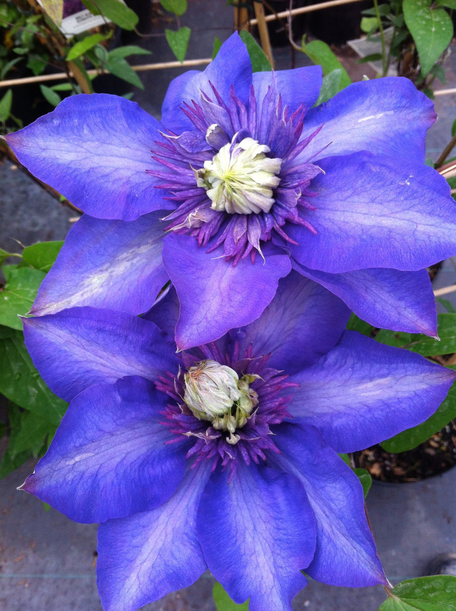Clematis Multi Blue Multi Blue Clematis