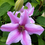 Clematis Nelly Moser Nelly Moser Clematis