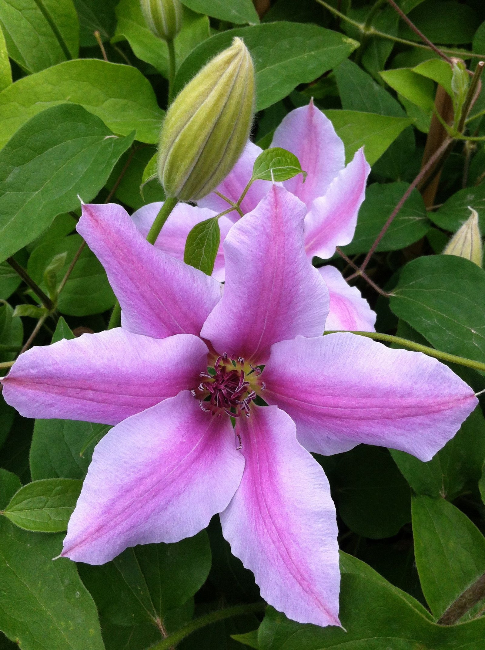 Clematis Nelly Moser Nelly Moser Clematis