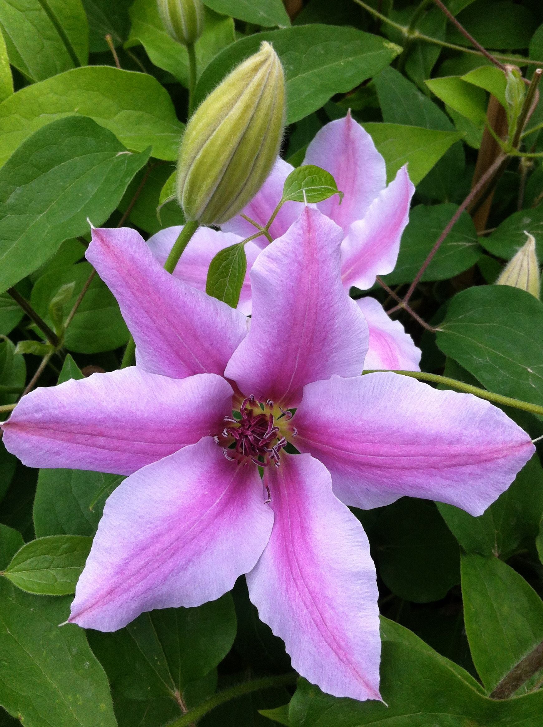 Clematis Nelly Moser Nelly Moser Clematis