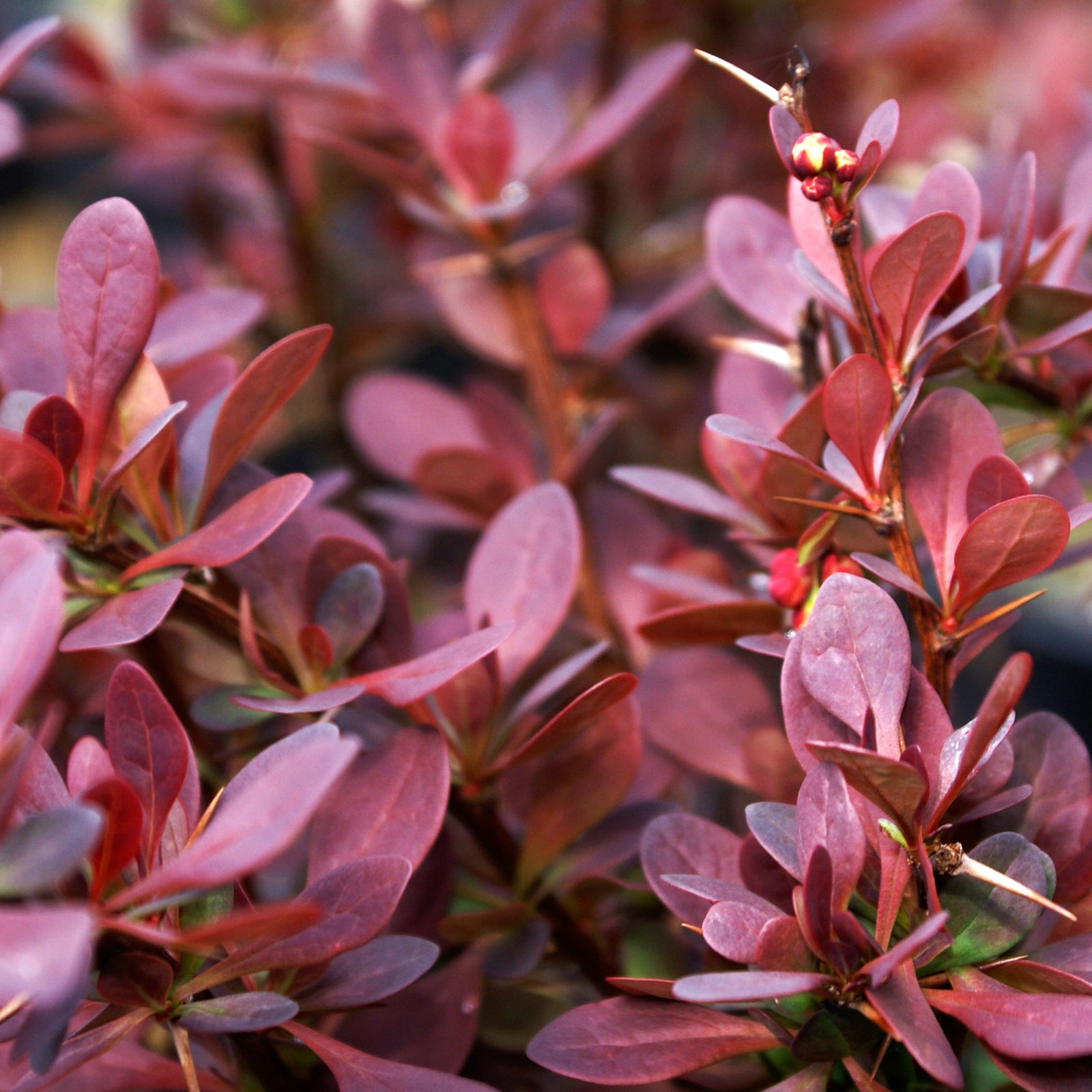 Berberis thunbergii Ruby Carousel Bailone Ruby Carousel Barberry