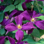 Clematis Polish Spirit Polish Spirit Clematis