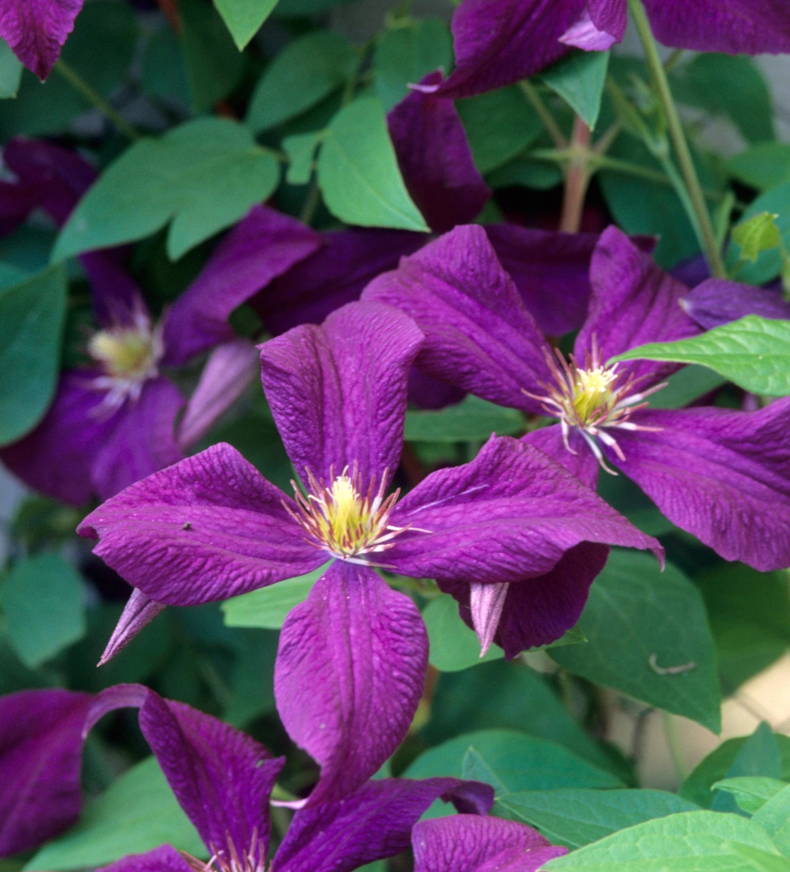 Clematis Polish Spirit Polish Spirit Clematis