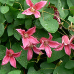 Clematis Princess Diana Princess Diana Clematis