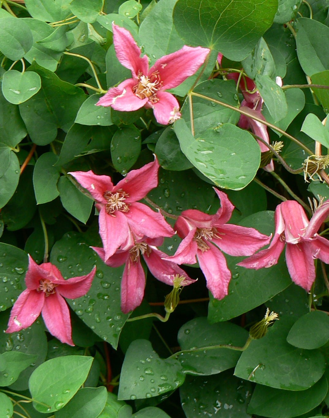 Clematis Princess Diana Princess Diana Clematis