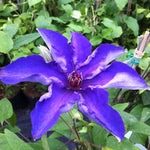 Clematis The President The President Clematis
