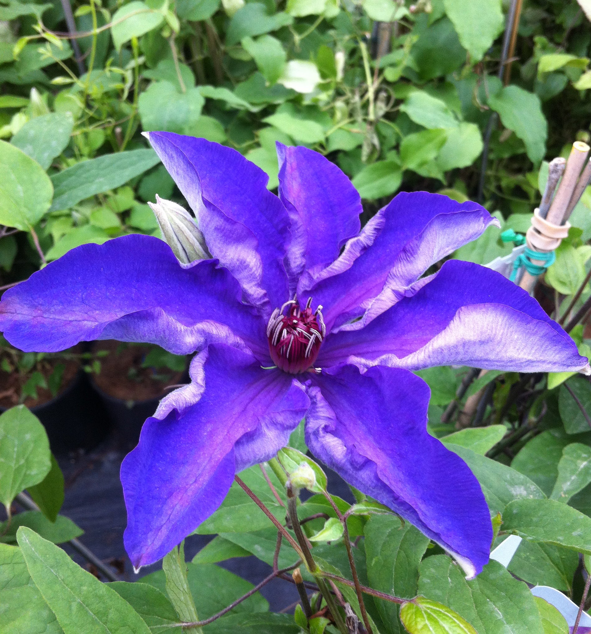 Clematis The President The President Clematis