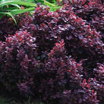 Berberis thunbergii Concorde Concorde Barberry