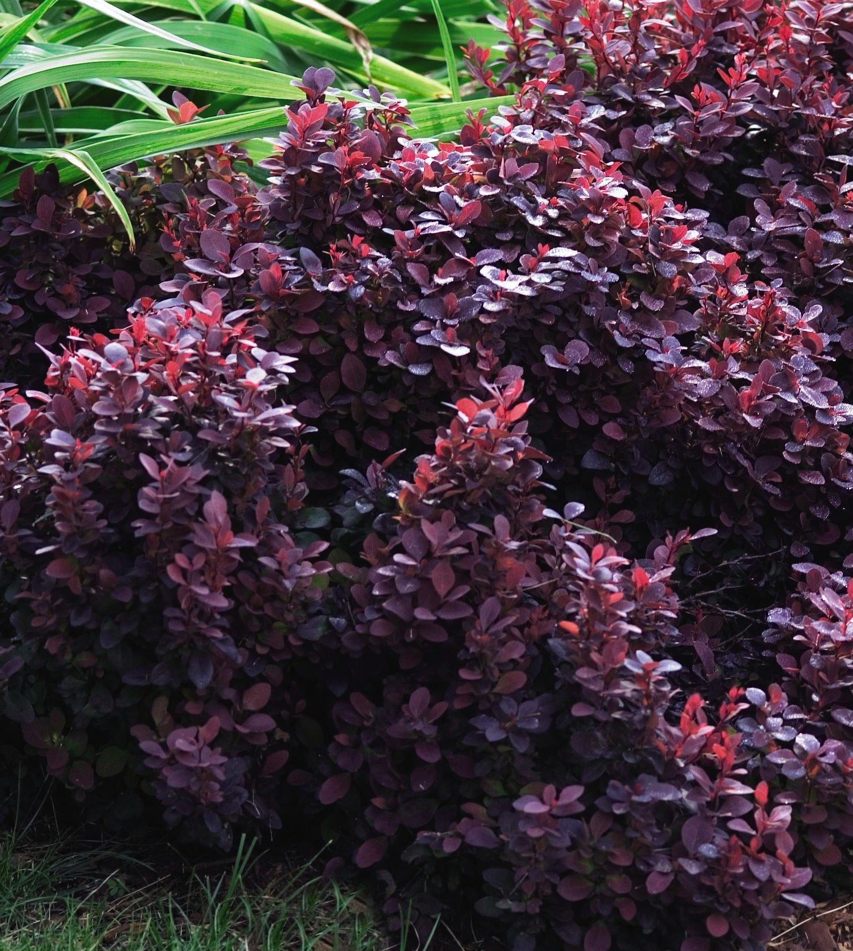 Berberis thunbergii Concorde Concorde Barberry