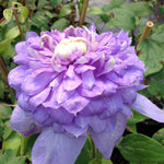 Clematis Blue Light Vanso PP15953 Blue Light Clematis