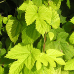 Humulus lupulus Aureus Yellow Hop
