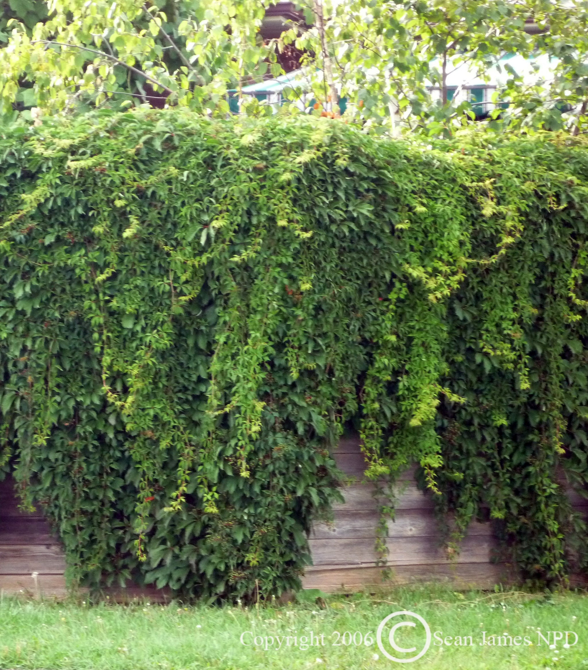 Parthenocissus quinquefolia Virginia Creeper