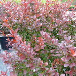 Berberis thunbergii Cherry Bomb Monomb CPBR3488 Cherry Bomb Barberry