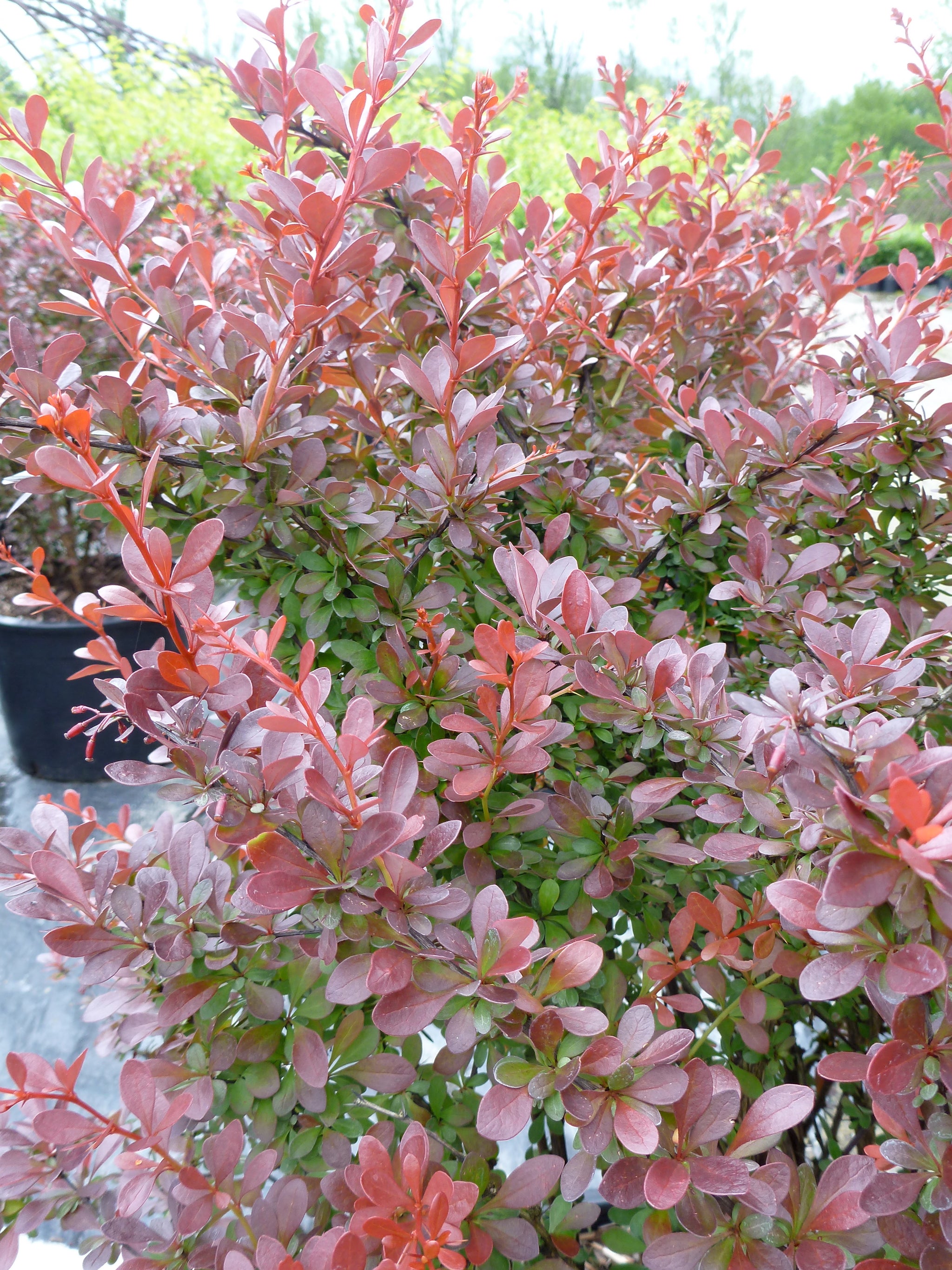 Berberis thunbergii Cherry Bomb Monomb CPBR3488 Cherry Bomb Barberry