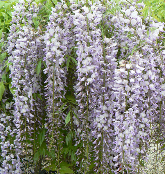 Japanese Wisteria – GardenTap