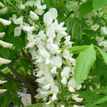 Wisteria floribunda Longissima Alba Japanese Wisteria