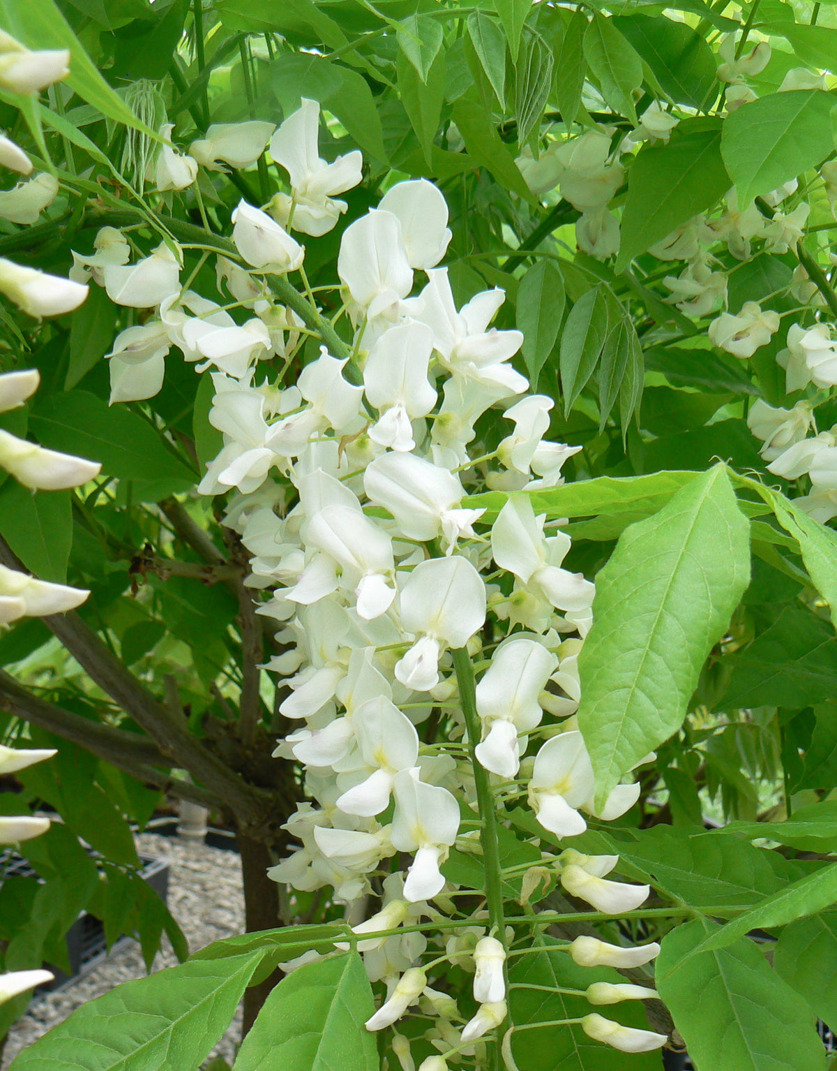 Wisteria floribunda Longissima Alba Japanese Wisteria