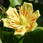 Liriodendron tulipifera Tulip Tree