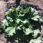 Rhubarb German Wine German Wine Rhubarb