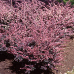 Berberis thunbergii Rose Glow Rose Glow Barberry