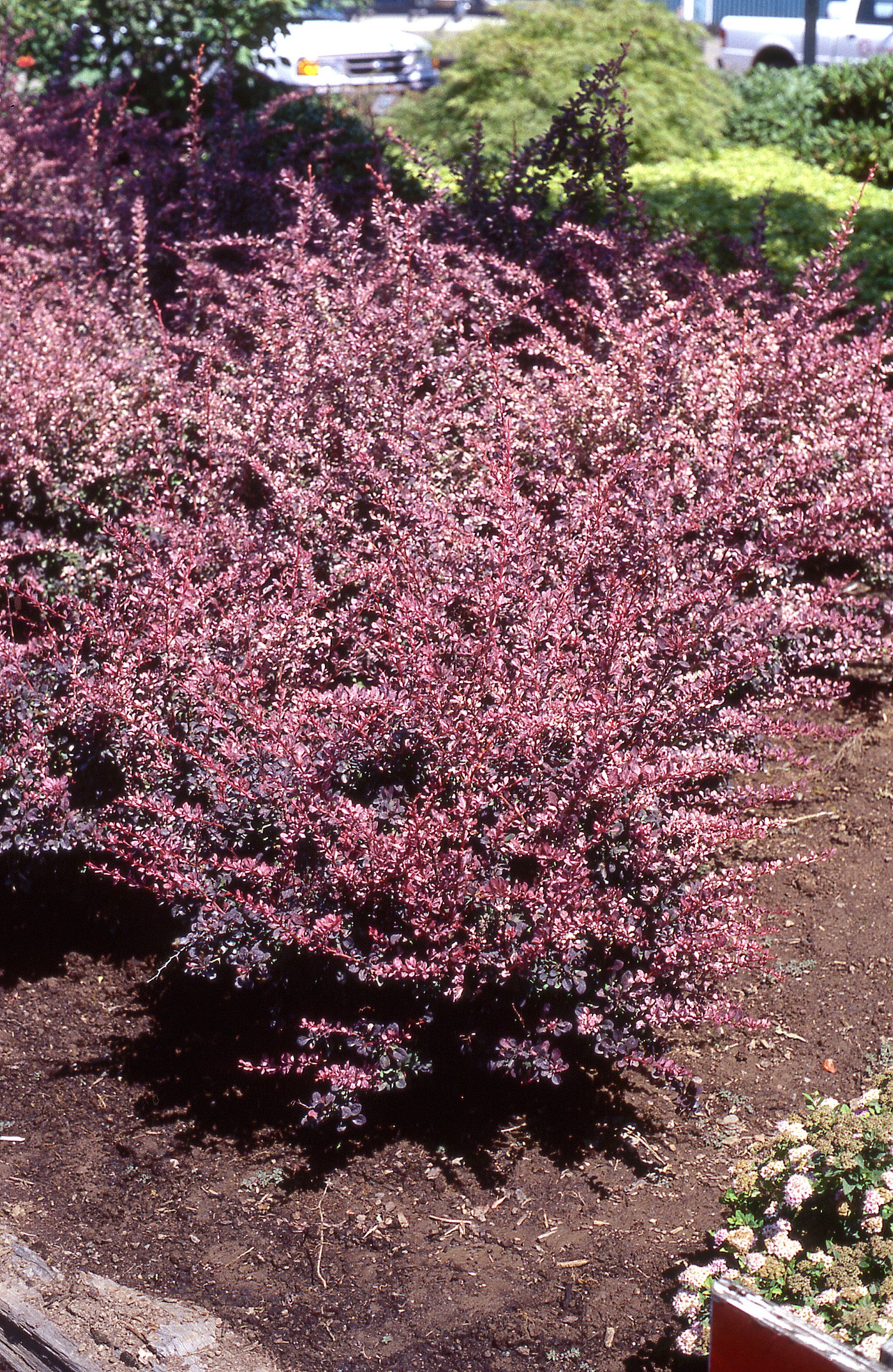 Berberis thunbergii Rose Glow Rose Glow Barberry