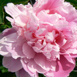 Paeonia Pink Parfait Peony