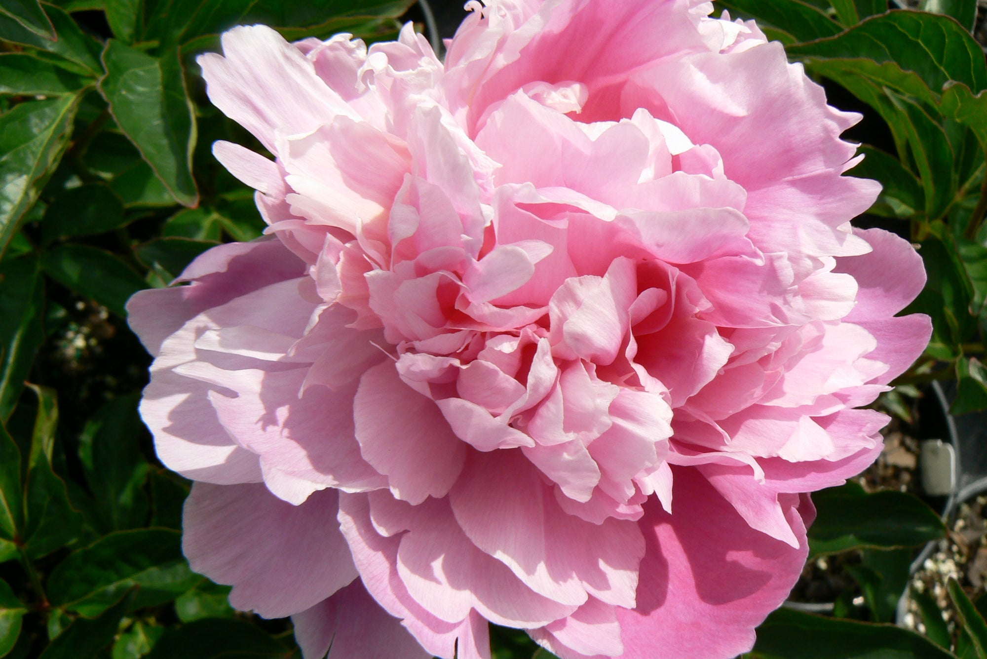 Paeonia Pink Parfait Peony
