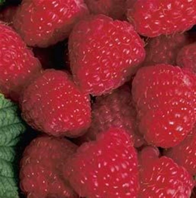Latham Raspberry – GardenTap