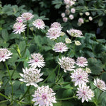 Astrantia major Roma Masterwort Roma