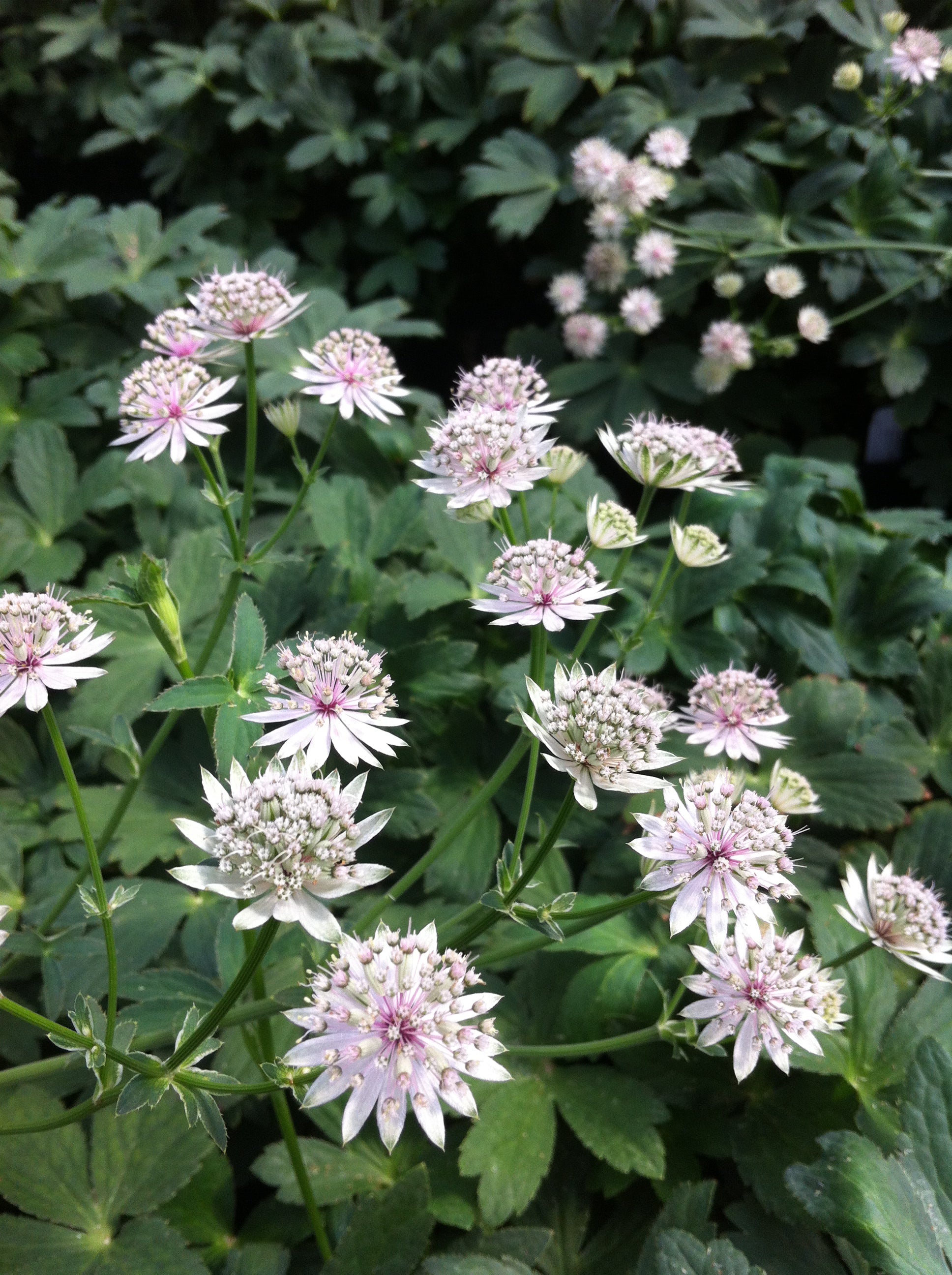 Astrantia major Roma Masterwort Roma
