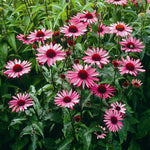 Echinacea purpurea Ruby Star Rubinstern Ruby Star Coneflower