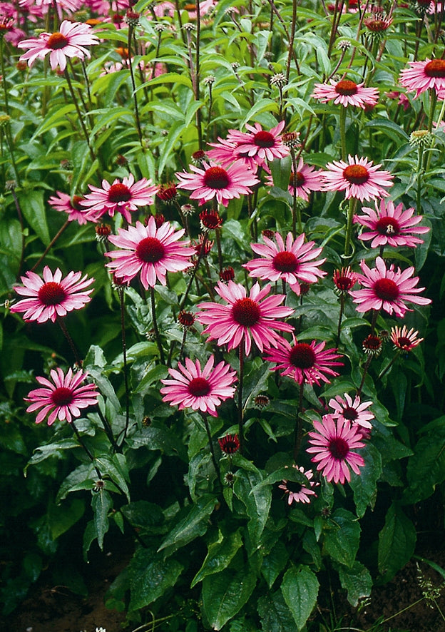 Echinacea purpurea Ruby Star Rubinstern Ruby Star Coneflower