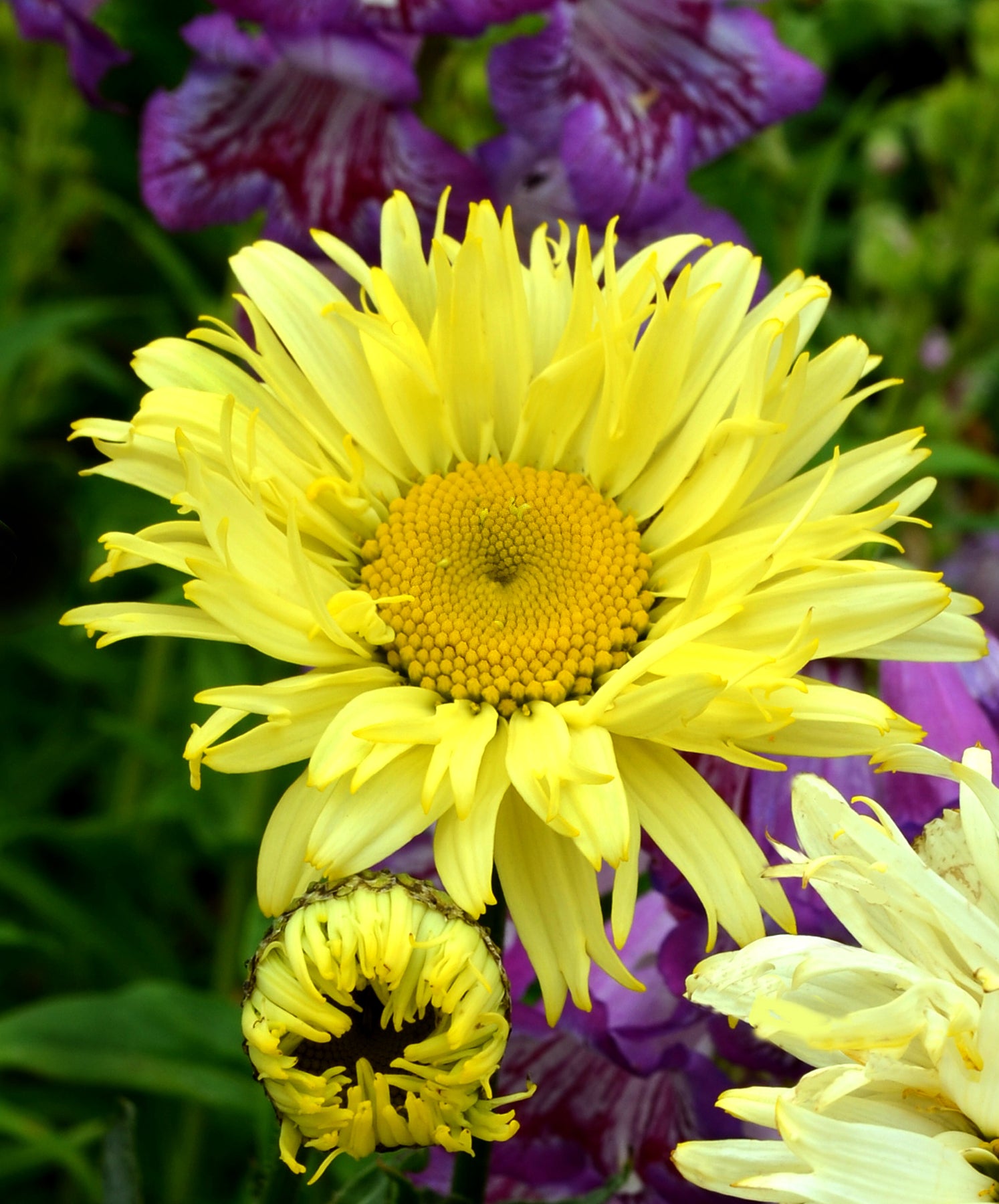Leucanthemum x superbum Goldfinch PP24499, COPF Shasta Daisy