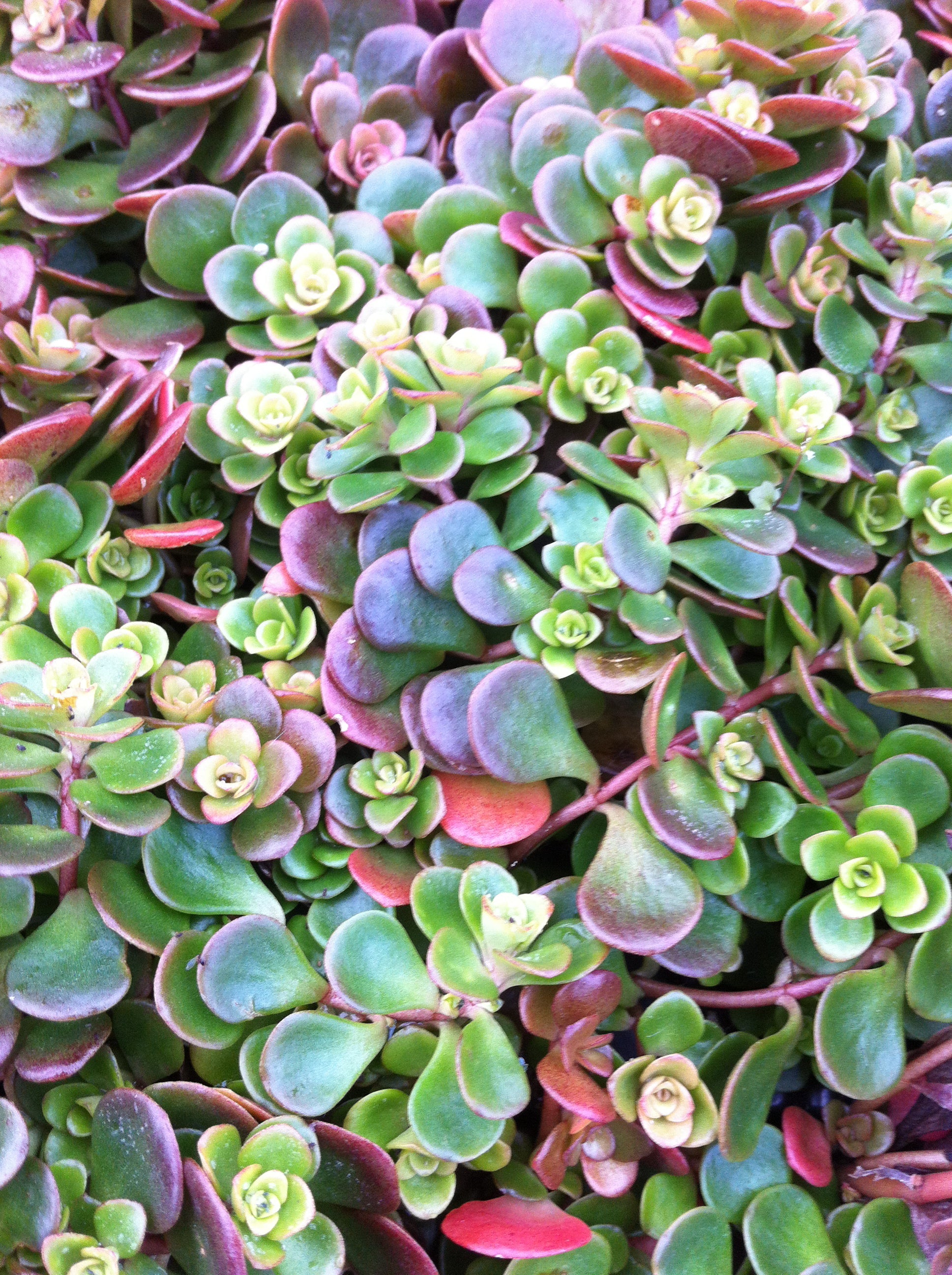 Sedum tetractinum Coral Reef Coral Reef Stonecrop