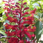 Aesculus pavia Red Buckeye